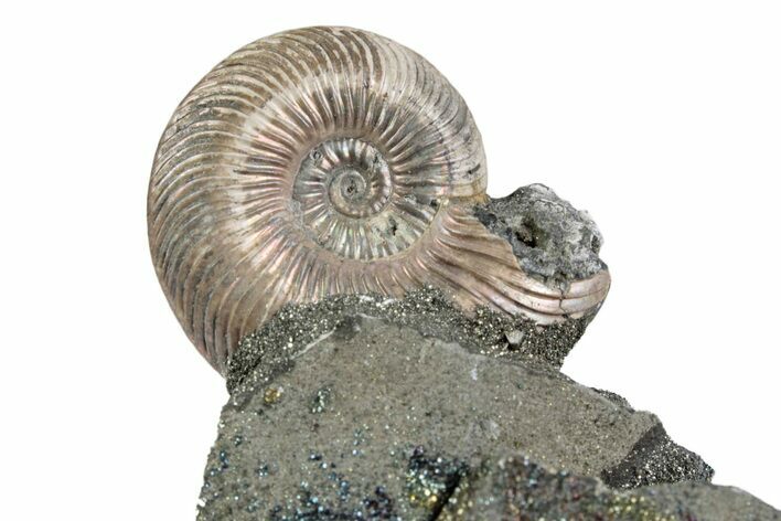 Iridescent Pyritized Ammonite (Quenstedticeras) Fossil Display #383624